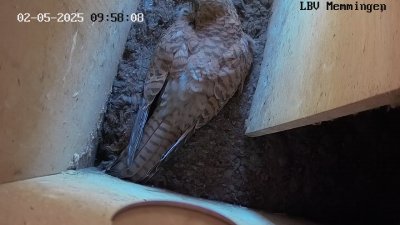 Live Webcam Turmfalken Memmingen
