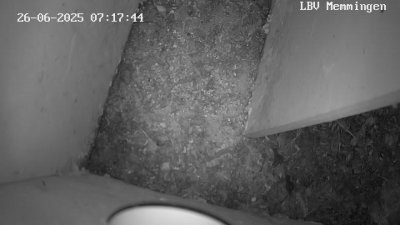 Live Webcam Turmfalken Memmingen