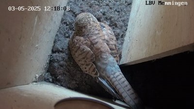 Live Webcam Turmfalken Memmingen