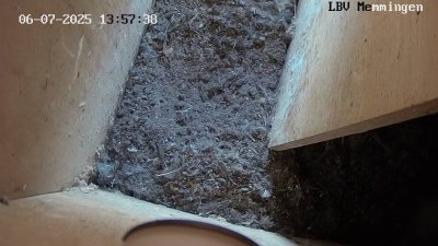 Live Webcam Turmfalken Memmingen