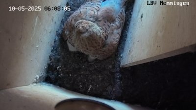 Live Webcam Turmfalken Memmingen