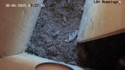 Live Webcam Turmfalken Memmingen