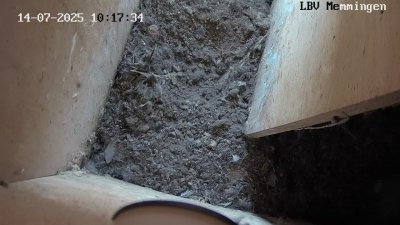 Live Webcam Turmfalken Memmingen