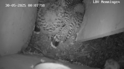 Live Webcam Turmfalken Memmingen