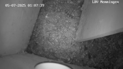 Live Webcam Turmfalken Memmingen
