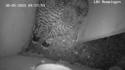 Live Webcam Turmfalken Memmingen