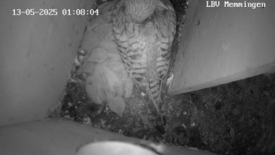 Live Webcam Turmfalken Memmingen