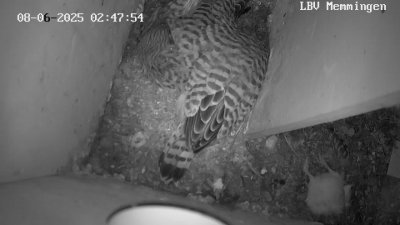 Live Webcam Turmfalken Memmingen