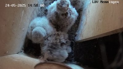 Live Webcam Turmfalken Memmingen