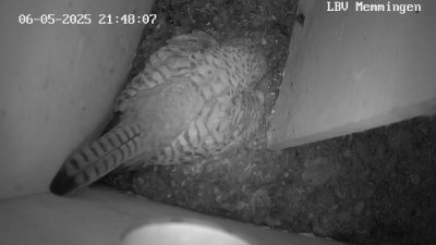 Live Webcam Turmfalken Memmingen
