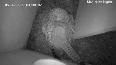 Live Webcam Turmfalken Memmingen