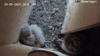 Live Webcam Turmfalken Memmingen