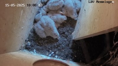 Live Webcam Turmfalken Memmingen