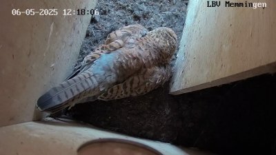 Live Webcam Turmfalken Memmingen