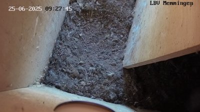 Live Webcam Turmfalken Memmingen