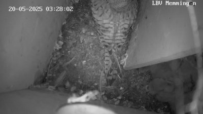 Live Webcam Turmfalken Memmingen