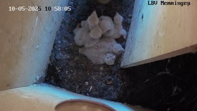 Live Webcam Turmfalken Memmingen