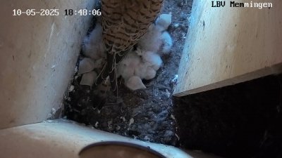 Live Webcam Turmfalken Memmingen