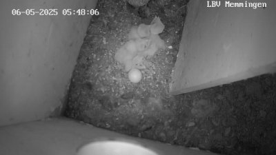 Live Webcam Turmfalken Memmingen