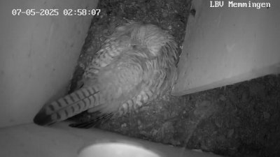 Live Webcam Turmfalken Memmingen