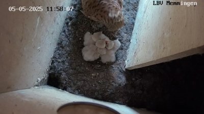 Live Webcam Turmfalken Memmingen