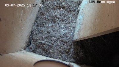 Live Webcam Turmfalken Memmingen