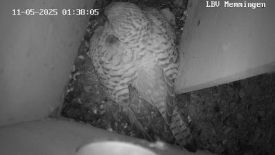 Live Webcam Turmfalken Memmingen
