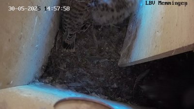 Live Webcam Turmfalken Memmingen