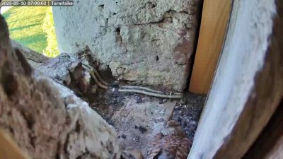Live Webcam Turmfalken Ruhpolding