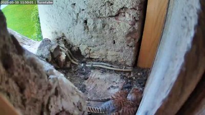 Live Webcam Turmfalken Ruhpolding
