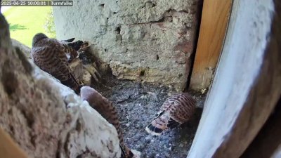 Live Webcam Turmfalken Ruhpolding