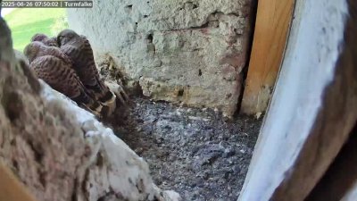 Live Webcam Turmfalken Ruhpolding