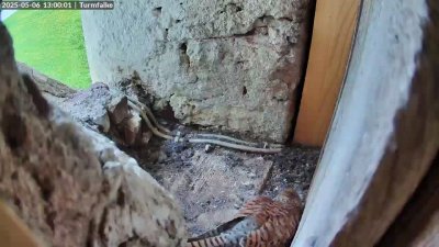 Live Webcam Turmfalken Ruhpolding