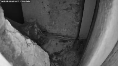 Live Webcam Turmfalken Ruhpolding