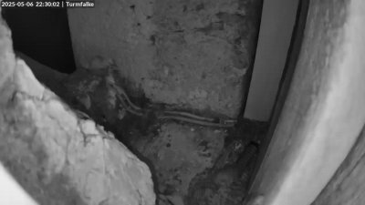 Live Webcam Turmfalken Ruhpolding
