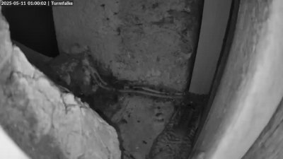 Live Webcam Turmfalken Ruhpolding