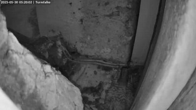 Live Webcam Turmfalken Ruhpolding