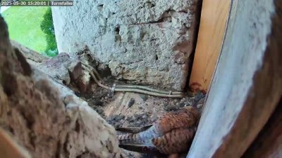 Live Webcam Turmfalken Ruhpolding