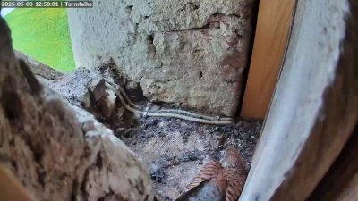 Live Webcam Turmfalken Ruhpolding