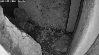 Live Webcam Turmfalken Ruhpolding