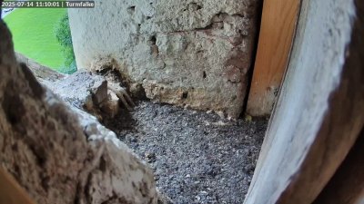 Live Webcam Turmfalken Ruhpolding