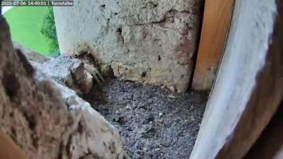 Live Webcam Turmfalken Ruhpolding