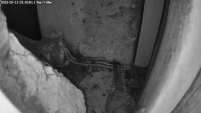 Live Webcam Turmfalken Ruhpolding