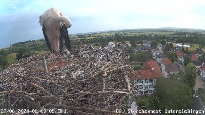 Live Webcam Unterelchingen-Störche