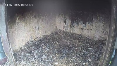 Live Webcam Wanderfalken Hohenkammer #1