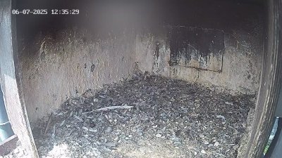 Live Webcam Wanderfalken Hohenkammer #1
