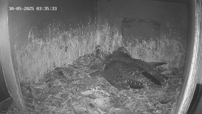 Live Webcam Wanderfalken Hohenkammer #1