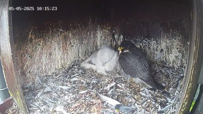 Live Webcam Wanderfalken Hohenkammer #1
