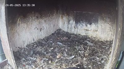 Live Webcam Wanderfalken Hohenkammer #1