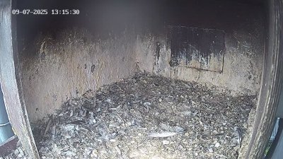Live Webcam Wanderfalken Hohenkammer #1